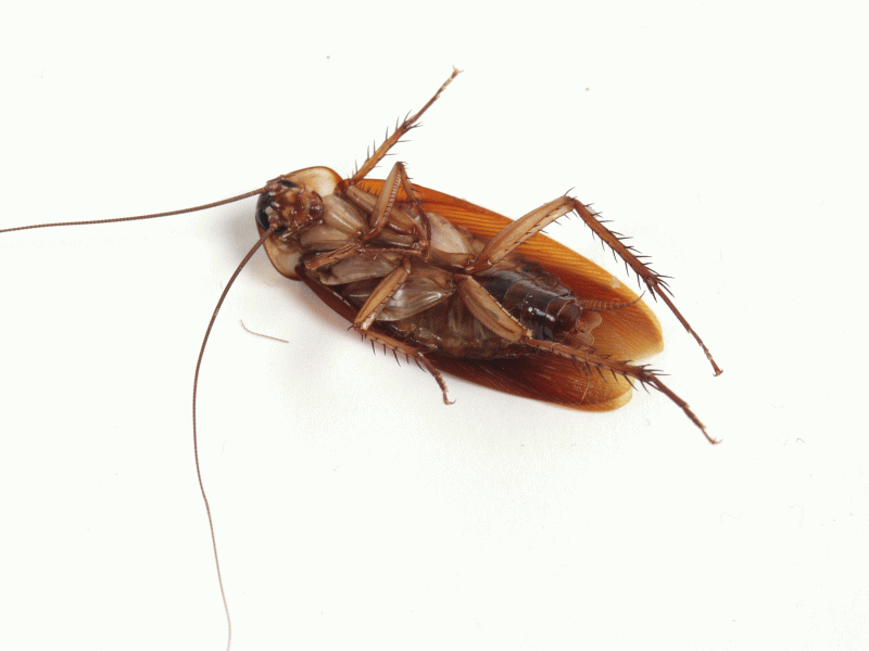 Caroline v. the Cockroach